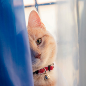 Cat looking through shower curtain