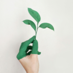A hand holding three green leaves on a stalk